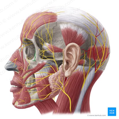 Nervus zygomaticofacialis (Jochbein-Gesichts-Nerv); Bild: Yousun Koh