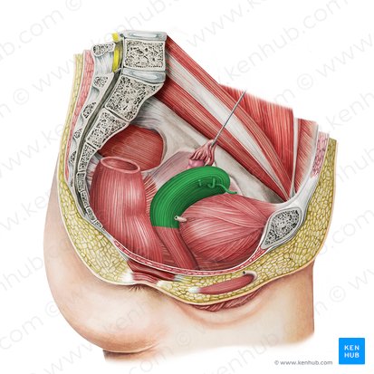 Útero (Uterus); Imagen: Irina Münstermann