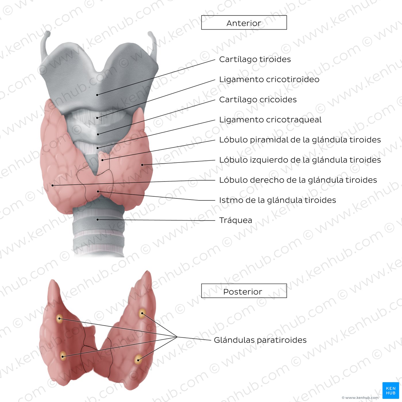 Anatomía de la glándula tiroides