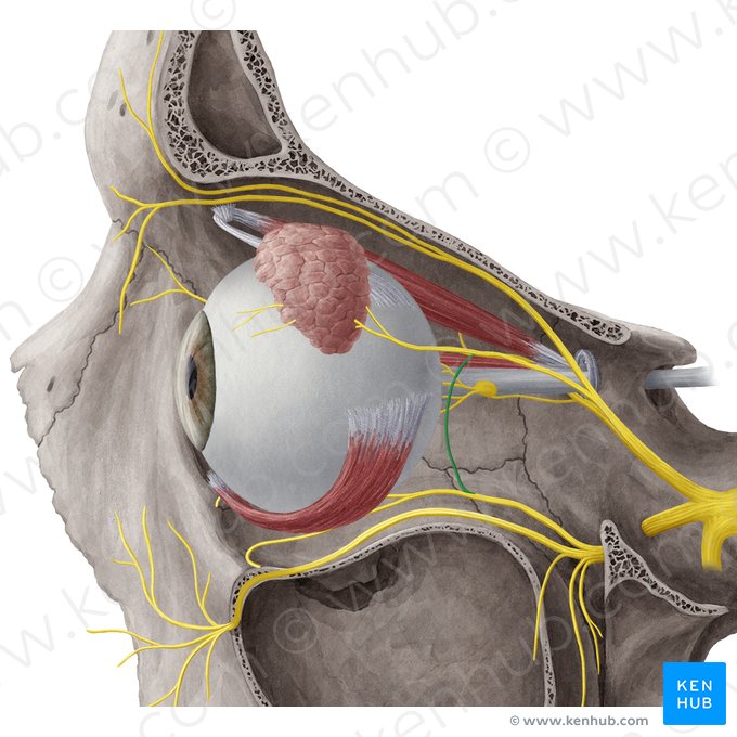 Ramo comunicante do nervo lacrimal com o nervo zigomático (Ramus communicans lacrimalis nervi zygomatici); Imagem: Yousun Koh