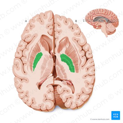 Globo pálido (Globus pallidus); Imagem: Paul Kim