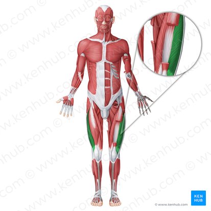 Músculo vasto lateral (Musculus vastus lateralis); Imagen: Irina Münstermann