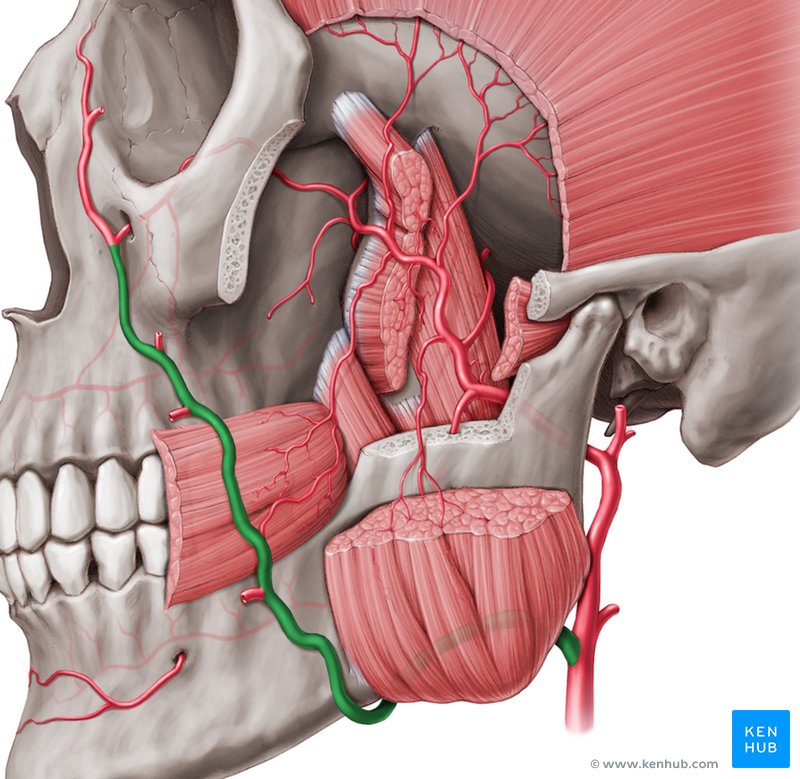 Facial artery: Left lateral view