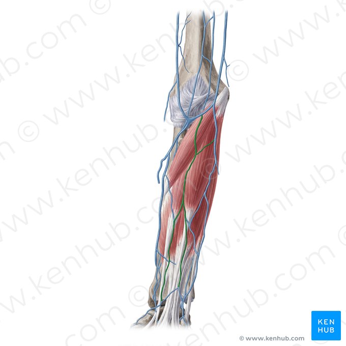 Median antebrachial vein (Vena mediana antebrachii); Image: Yousun Koh