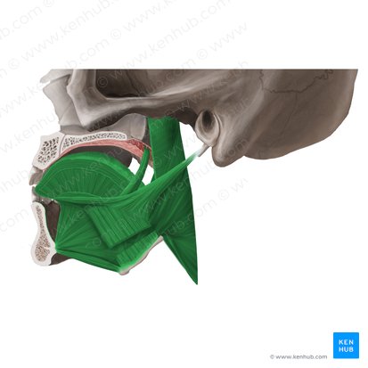 Musculi linguae (Muskeln der Zunge); Bild: Begoña Rodriguez
