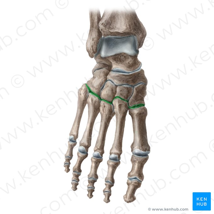 Articulaciones tarsometatarsianas (Articulationes tarsometatarseae); Imagen: Liene Znotina