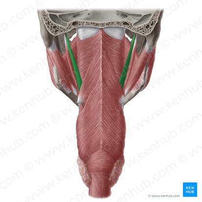 Stylopharyngeus muscle (Musculus stylopharyngeus); Image: Yousun Koh