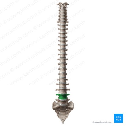 Vertebra L4; Image: Paul Kim