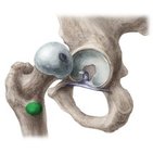 Lesser trochanter of femur