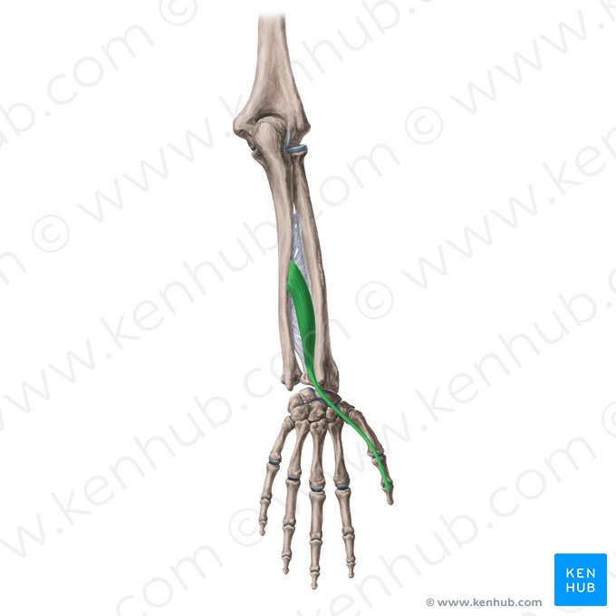 Músculo extensor longo do polegar (Musculus extensor pollicis longus); Imagem: Yousun Koh