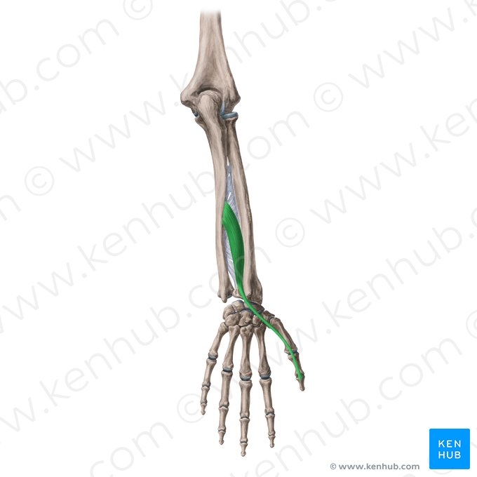 Musculus extensor pollicis longus (Langer Daumenstrecker); Bild: Yousun Koh