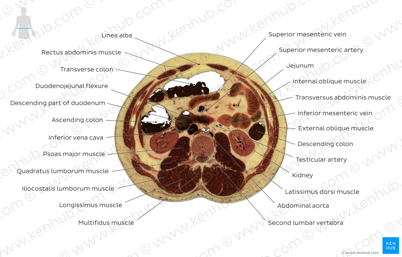 Second lumbar vertebra level: Overview
