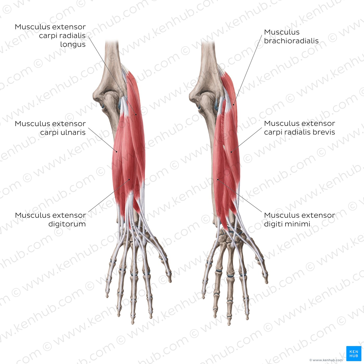 Extensors of the forearm (superficial layer)