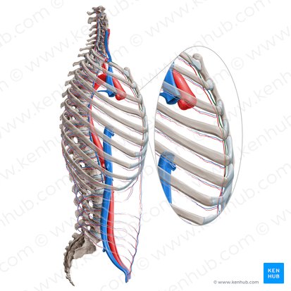 Internal thoracic vein (Vena thoracica interna); Image: Paul Kim