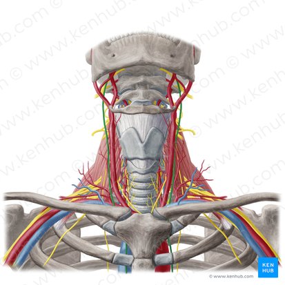 Nervo vago (Nervus vagus); Imagem: Yousun Koh