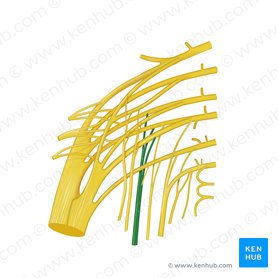 Posterior femoral cutaneous nerve (Nervus cutaneus posterior femoris); Image: Begoña Rodriguez
