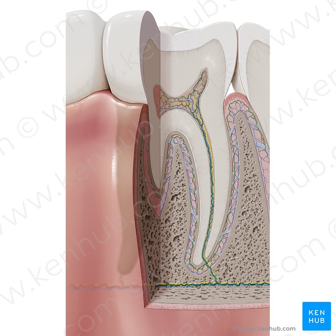 Arterias dentales (Arteriae dentales); Imagen: Paul Kim