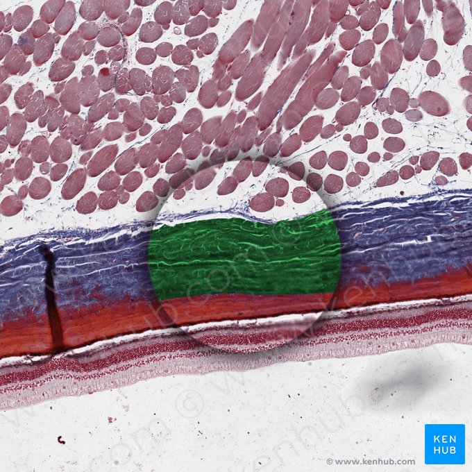Esclera (Sclera); Imagen: 