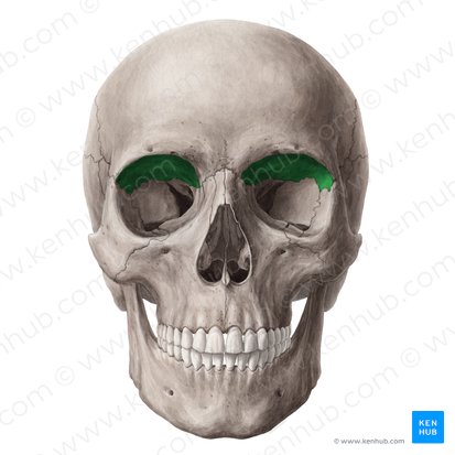 Orbital surface of frontal bone (Facies orbitalis ossis frontalis); Image: Yousun Koh