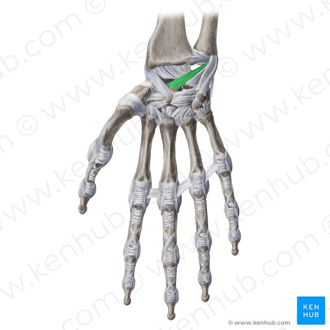 Ligamento ulnocapitato (Ligamentum ulnocapitatum); Imagem: Yousun Koh