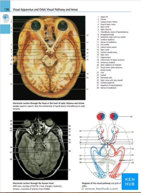 Color Atlas of Anatomy - Sample Illustration