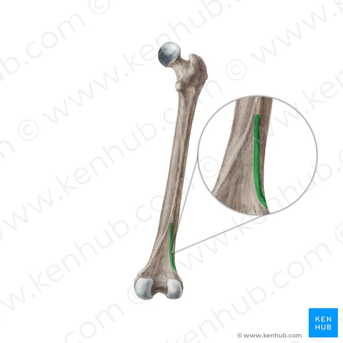 Linea supracondylaris lateralis ossis femoris (Seitliche Suprakondilärlinie des Oberschenkelknochens); Bild: Liene Znotina