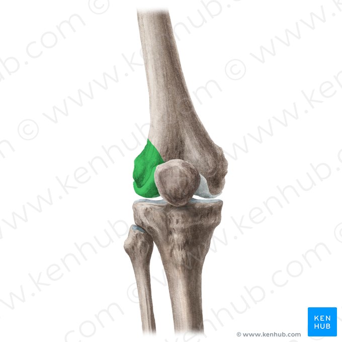 Côndilo lateral do fêmur (Condylus lateralis ossis femoris); Imagem: Liene Znotina