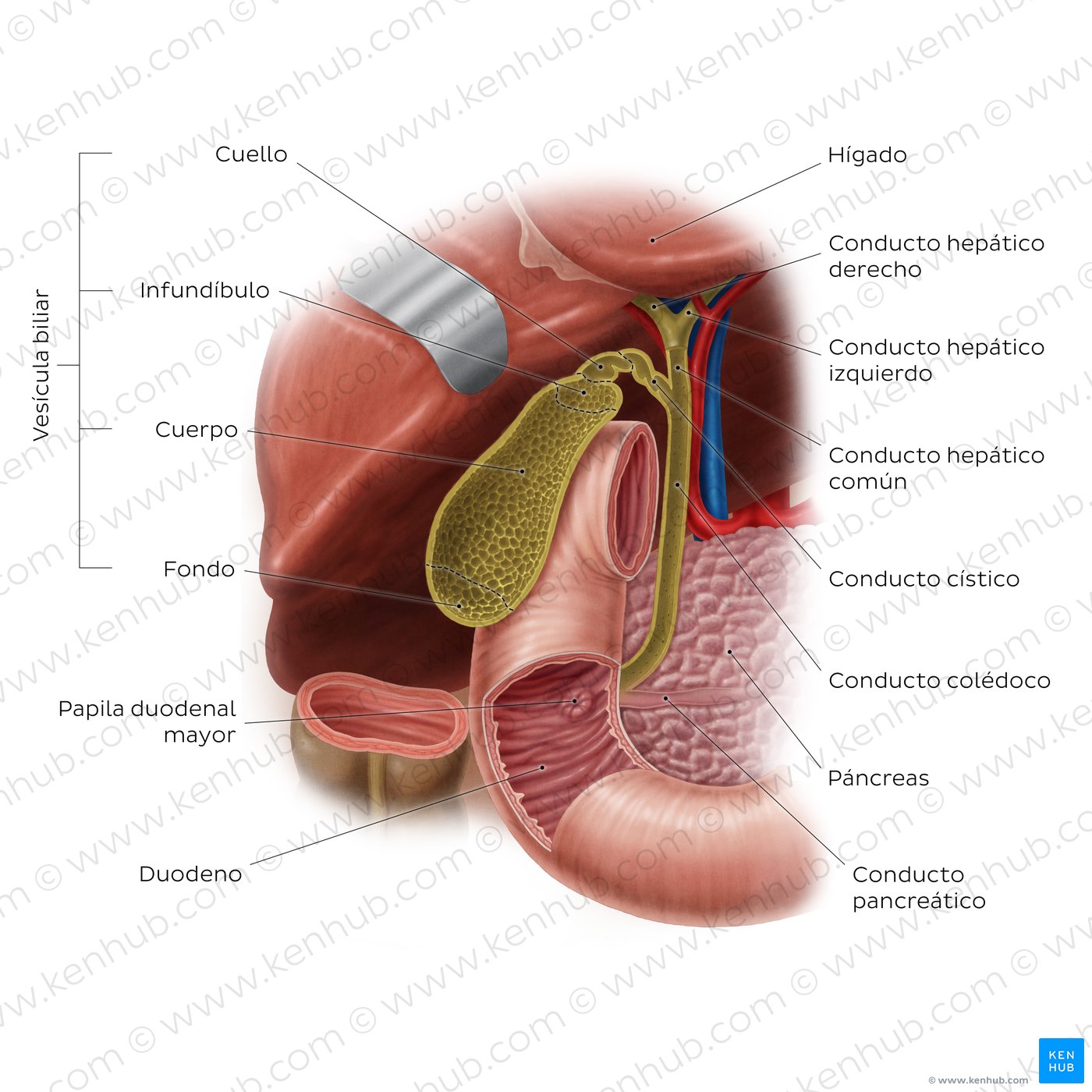 Anatomía del sistema biliar y ubicación de la vesícula biliar: Vista anterior