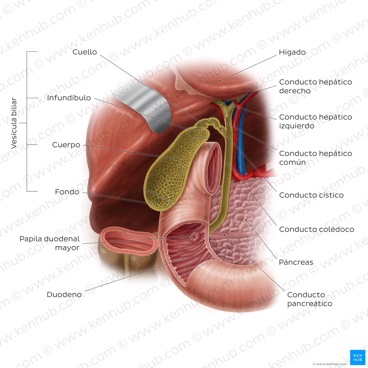 Hígado vesícula biliar