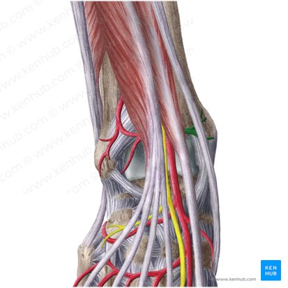 branches of posterior tibial artery