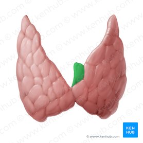 Pyramidal lobe of thyroid gland (Lobus pyramidalis glandulae thyroideae); Image: Begoña Rodriguez