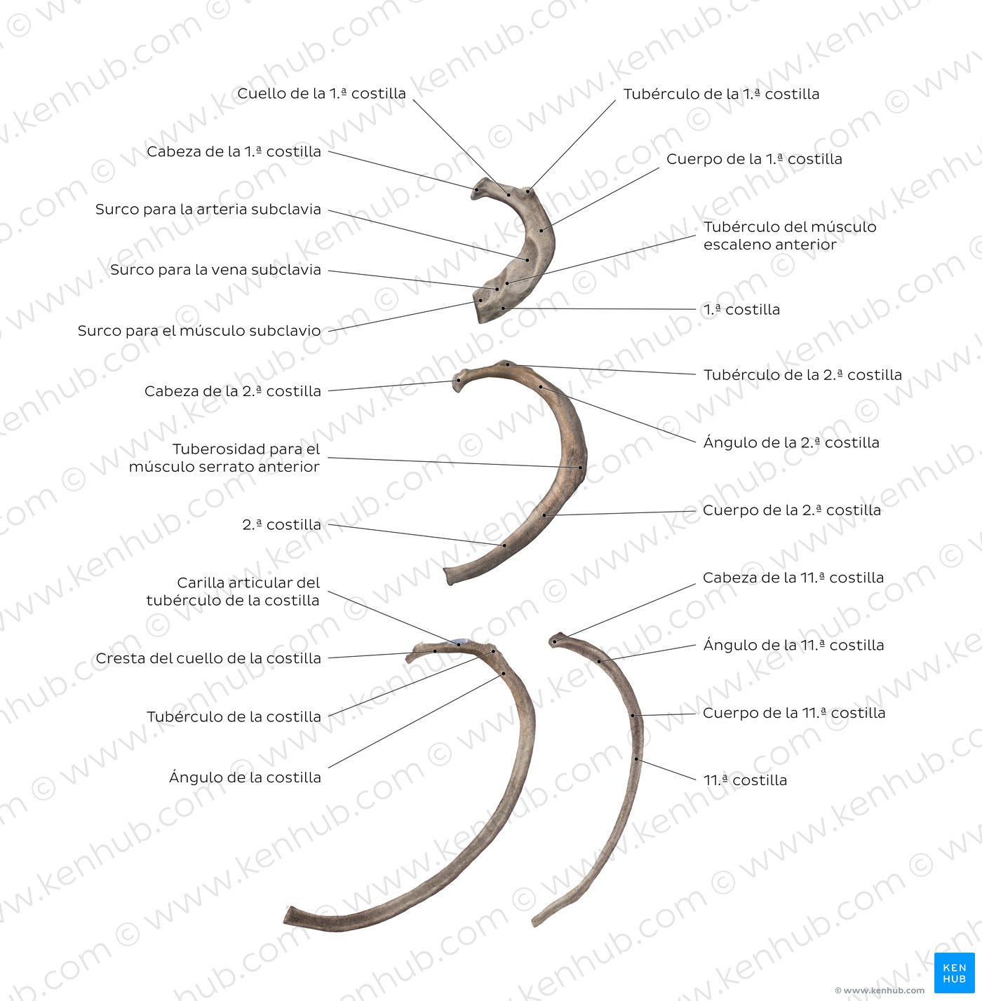 Costillas Anatomía, tipos, ligamentos Kenhub