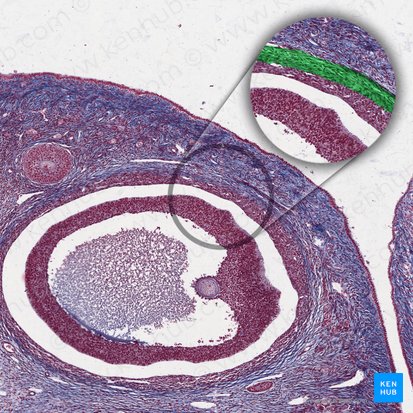 Theca-externa-Zelle; Bild: 