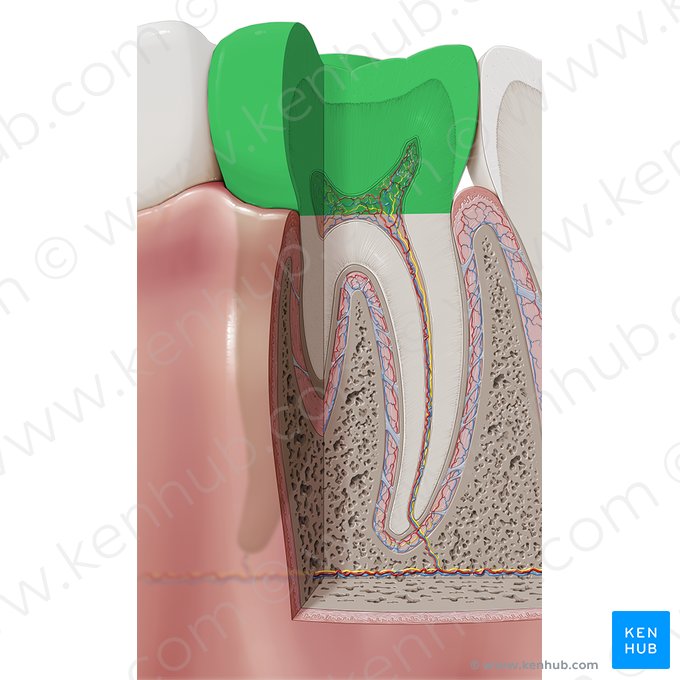 Coroa dentária (Corona dentis); Imagem: Paul Kim