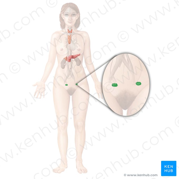 Ovary (Ovarium); Image: Begoña Rodriguez