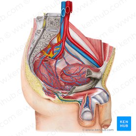 Male reproductive organs: Anatomy and function | Kenhub