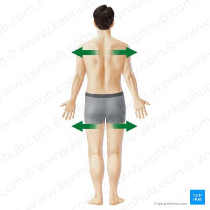 Lateral (Lateralis); Imagen: Paul Kim