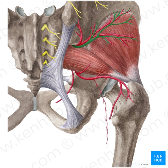 Nervus gluteus superior (Oberer Gesäßnerv); Bild: Liene Znotina