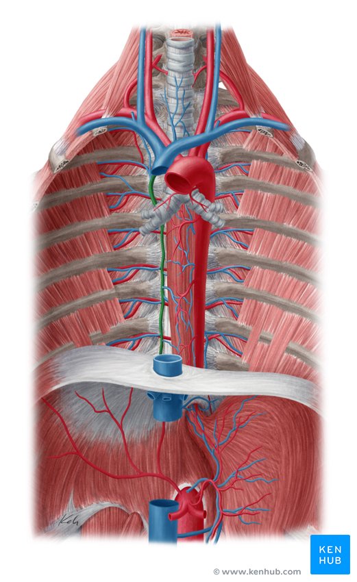 Azygos vein Anatomy and clinical notes Kenhub