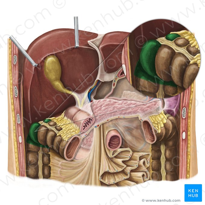 Right colic flexure (Flexura dextra coli); Image: Esther Gollan