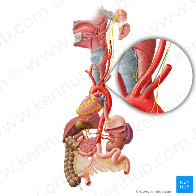 Ramo cardíaco cervical inferior do nervo vago (Ramus cardiacus cervicalis inferior nervi vagi); Imagem: Paul Kim