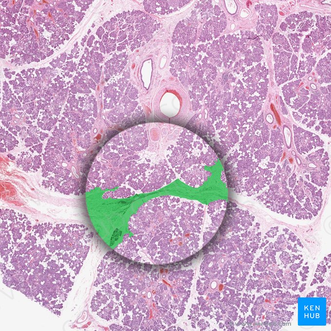 Tabique interlobulillar (Septum interlobularis); Imagen: 