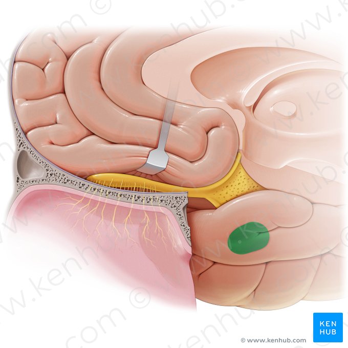 Corpus amygdaloideum (Amygdala); Bild: Paul Kim