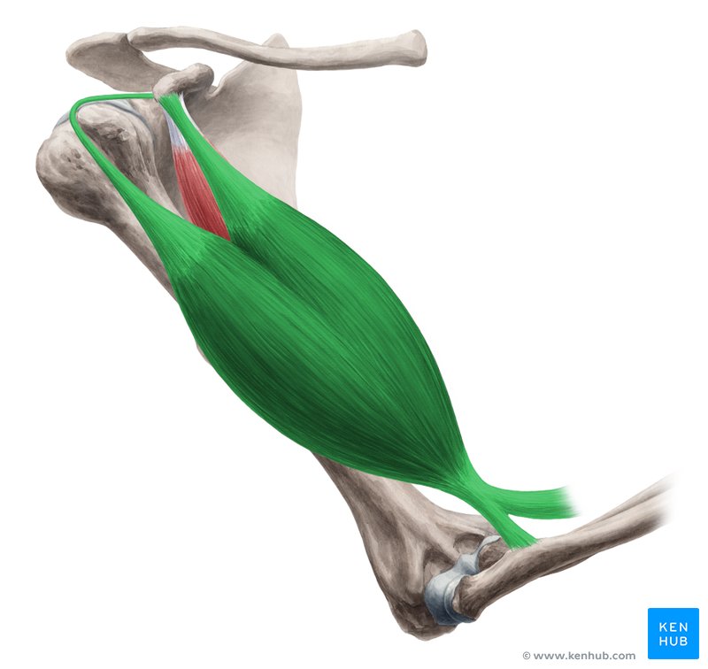 Biceps brachii muscle (green) - lateral right view