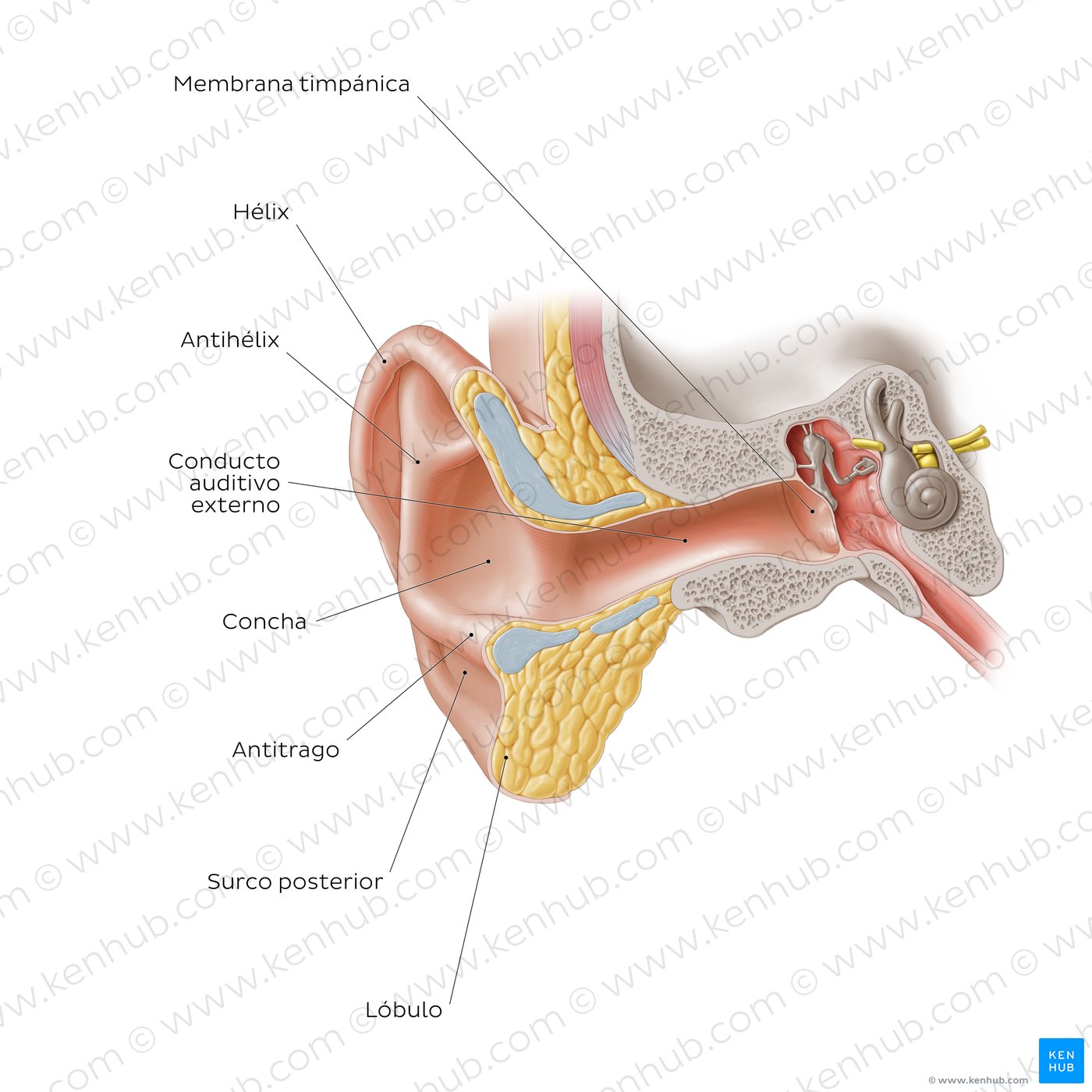 Partes del oído externo