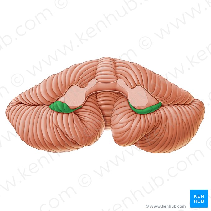 Flocculus; Image : Paul Kim