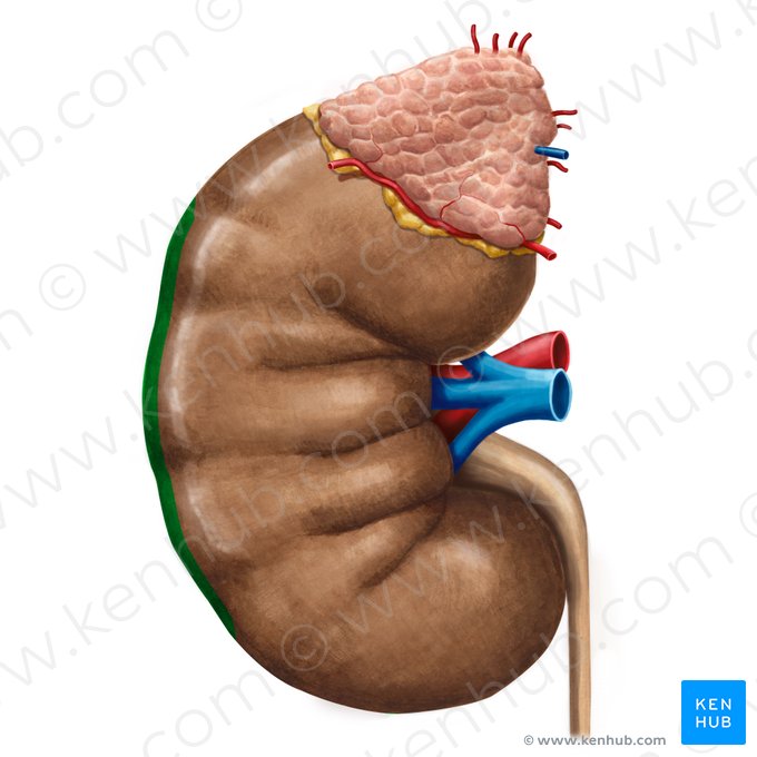 Borde lateral del riñón (Margo lateralis renis); Imagen: Irina Münstermann