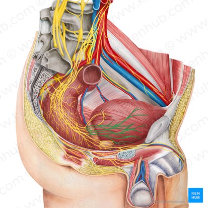 Vesical plexus (Plexus vesicalis); Image: Irina Münstermann