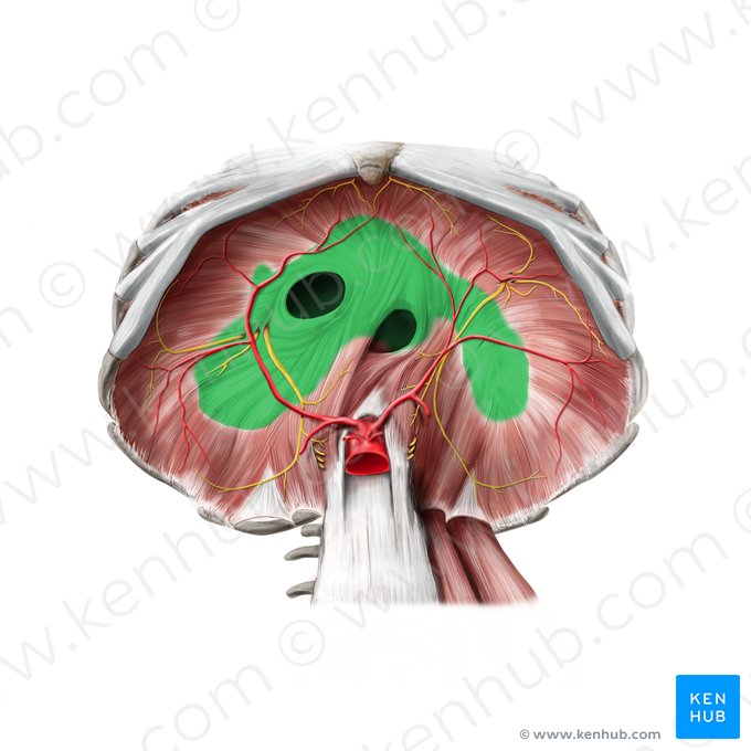 Centro tendinoso del diafragma (Centrum tendineum diaphragmatis); Imagen: Paul Kim