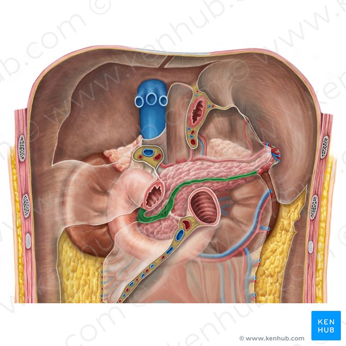 Mesocólon transverso (Mesocolon transversum); Imagem: Irina Münstermann